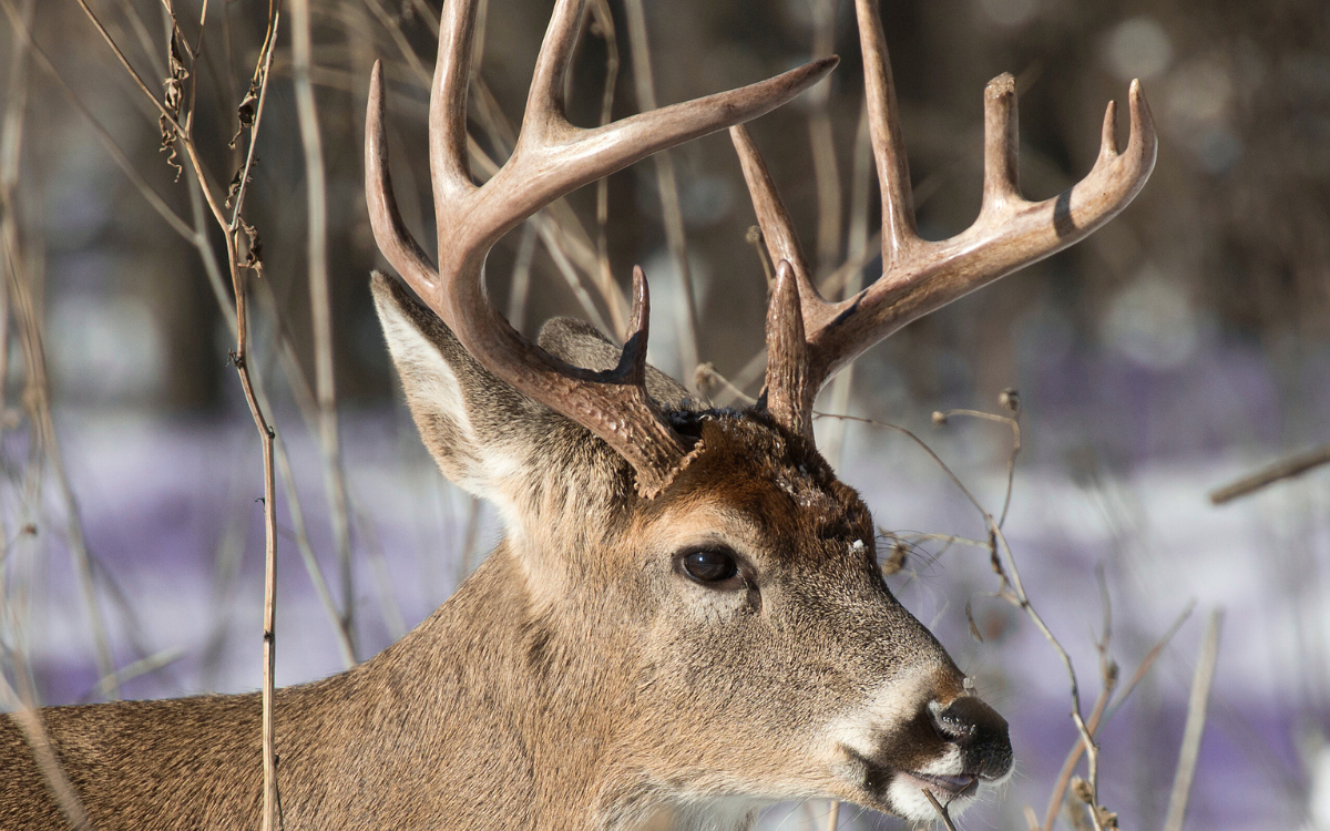 Land Conservation Practices That Attract Wildlife and Buyers in Southeast Iowa